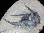 Spiny Leonaspis Trilobite - Foum Zguid, Morocco #40150-3